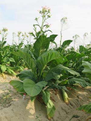 PLANT